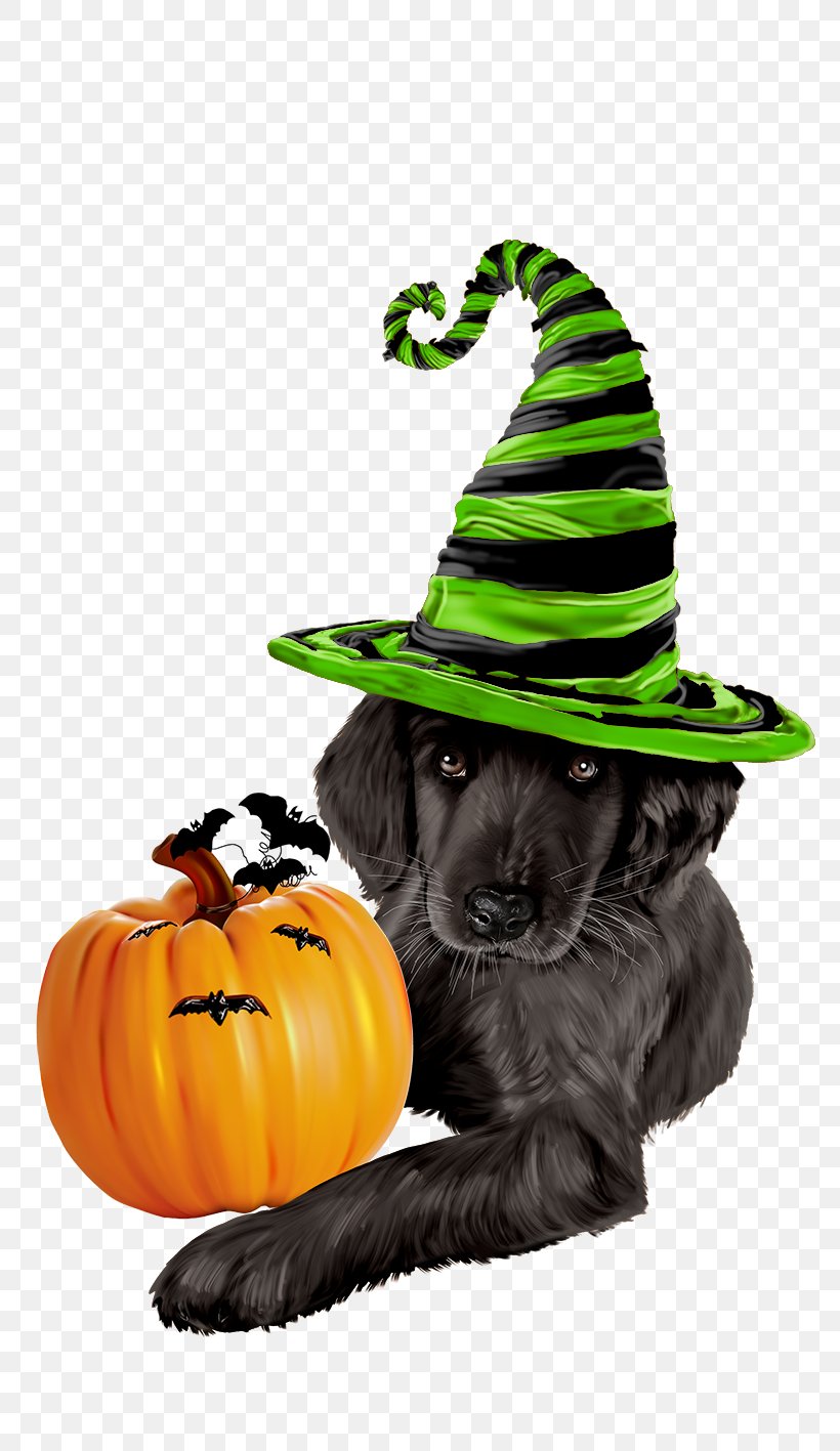 Halloween Witch Hat, PNG, 813x1417px, Cat, Animal, Black Cat, Calabaza, Collar Download Free