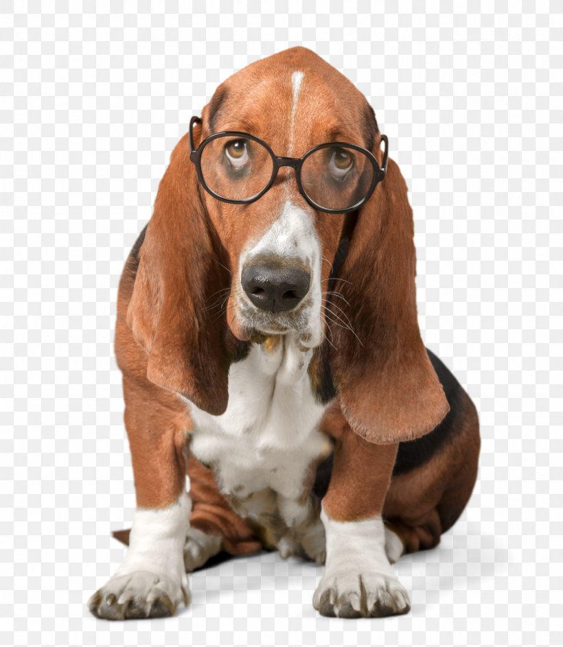 Basset Hound Puppy Stock Photography Abalee Cattery & Kennels, PNG, 1304x1500px, Basset Hound, Carnivoran, Cattery, Companion Dog, Depositphotos Download Free