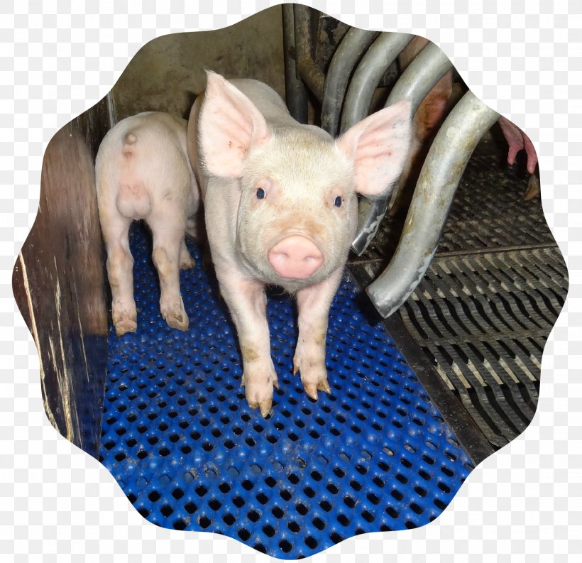 Domestic Pig Pig's Ear Snout, PNG, 1569x1518px, Domestic Pig, Ear, Livestock, Mammal, Pig Download Free