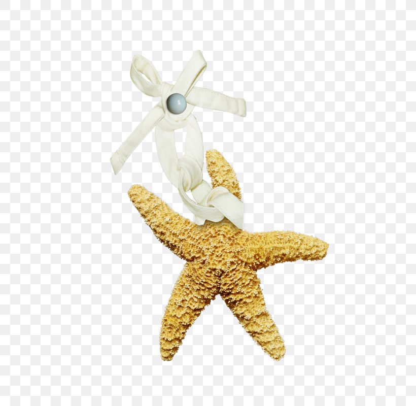 Jewellery Clothing Accessories Suit Starfish, PNG, 610x800px, 2016, Jewellery, Chain, Clothing, Clothing Accessories Download Free