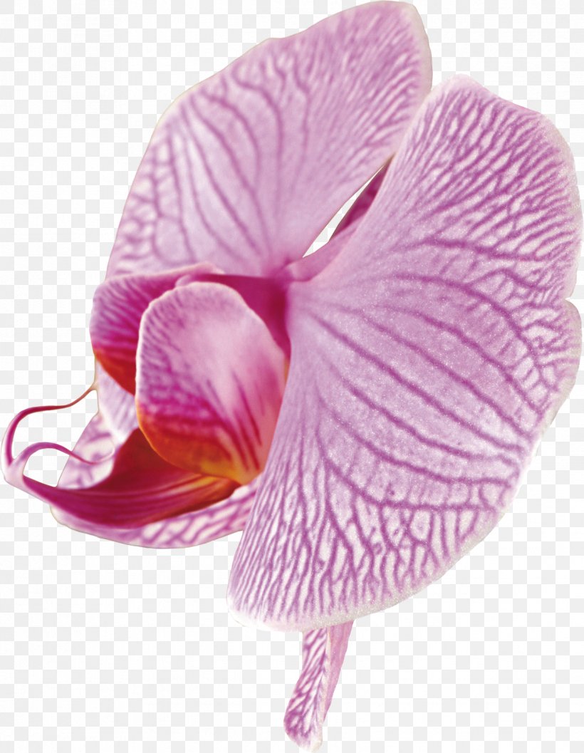 Moth Orchids Clip Art, PNG, 1241x1600px, Moth Orchids, Art, Blog, Depositfiles, Drawing Download Free