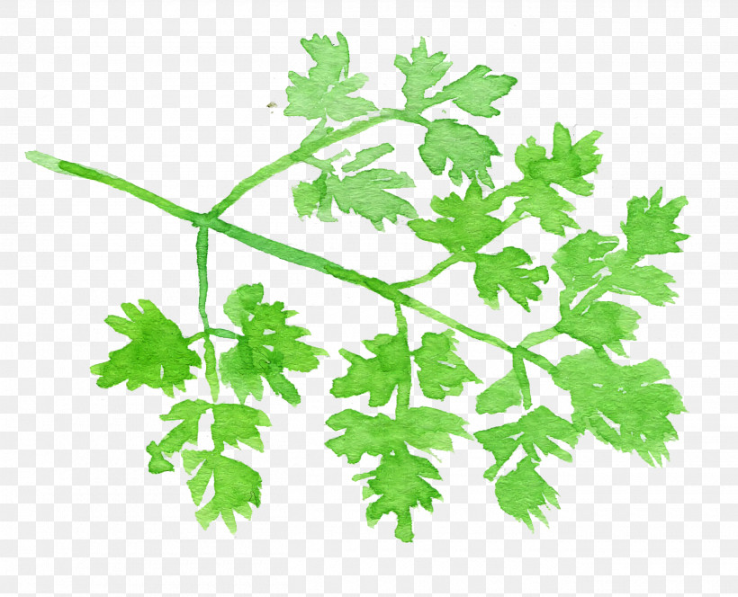 Parsley, PNG, 2620x2124px, Watercolor Chervil, Anthriscus, Chervil, Chinese Celery, Coriander Download Free