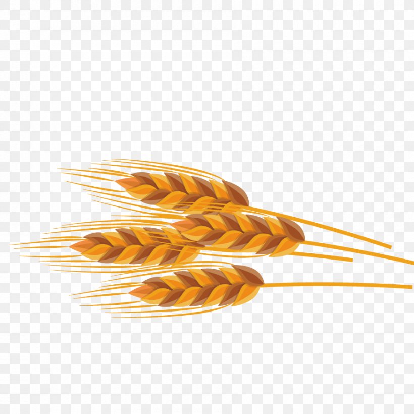Wheat, PNG, 900x900px, Wheat, Commodity, Crop, Gratis, Grauds Download Free