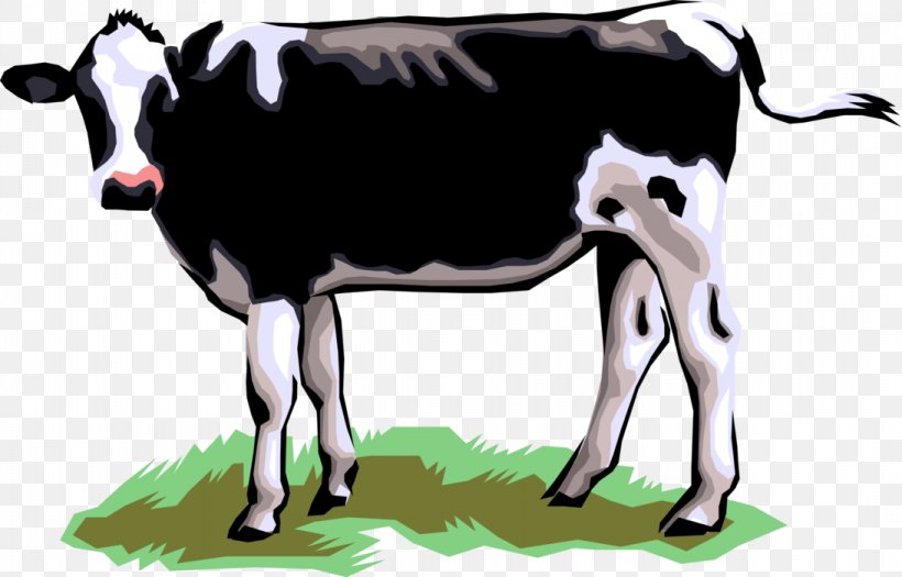 Dairy Cattle Jersey Cattle Baka Calf Holstein Friesian Cattle, PNG, 1093x700px, Dairy Cattle, Baka, Bull, Calf, Cattle Download Free