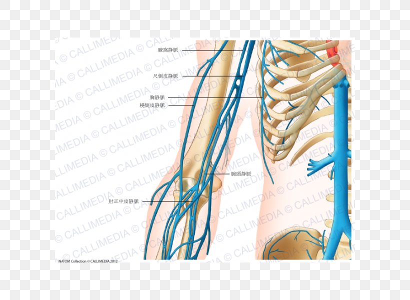 Finger Shoulder Vein Human Anatomy, PNG, 600x600px, Watercolor, Cartoon, Flower, Frame, Heart Download Free