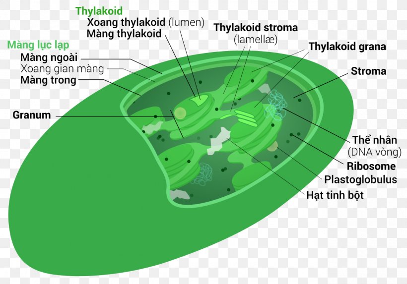 Intermembrane Space Chloroplast Mitochondrion Stroma Vacuole, PNG, 1280x895px, Chloroplast, Algae, Cell, Cell Nucleus, Chlorophyll Download Free