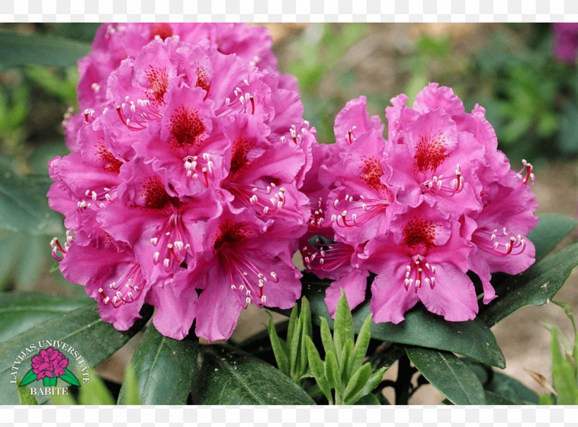 Azalea Rhododendron Annual Plant Herbaceous Plant, PNG, 1000x740px, Azalea, Annual Plant, Ericales, Flower, Flowering Plant Download Free