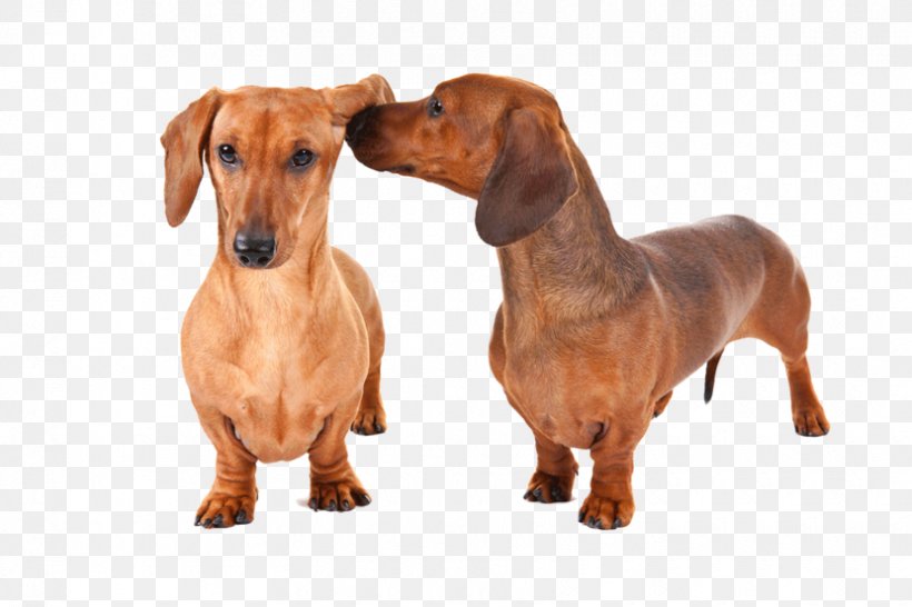 Dachshund Rottweiler Dog Breed Puppy Pet, PNG, 830x553px, Dachshund, Breed, Carnivoran, Central Asian Shepherd Dog, Companion Dog Download Free