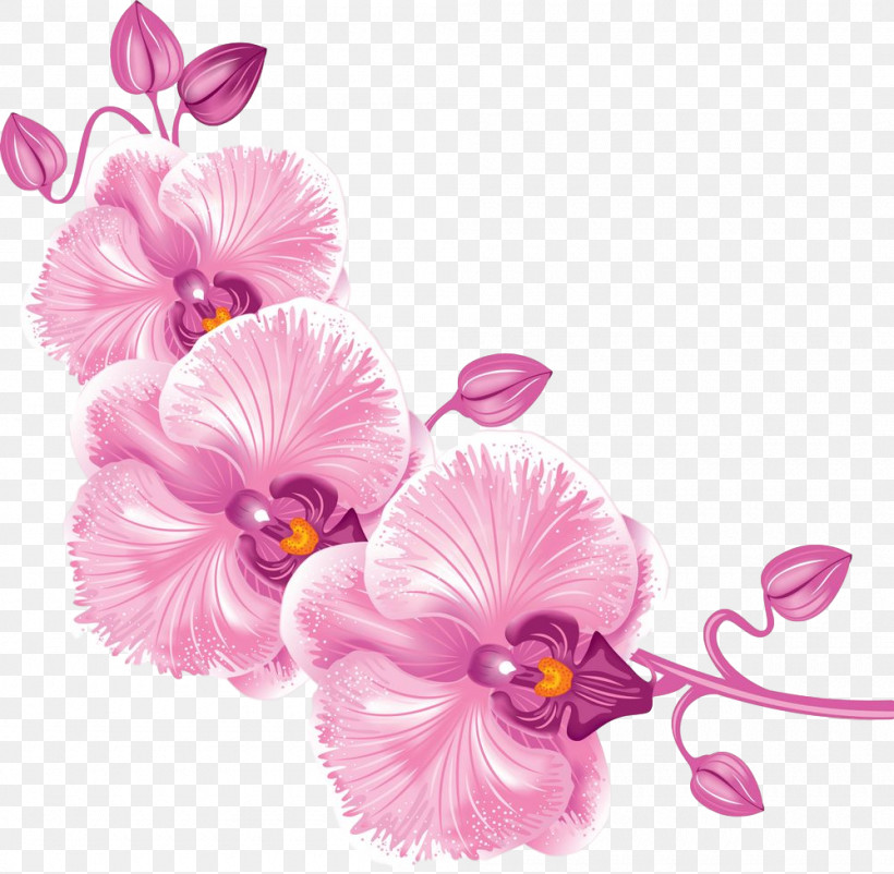 Flower Pink Petal Plant Cut Flowers, PNG, 1000x979px, Flower, Cut Flowers, Moth Orchid, Orchid, Petal Download Free