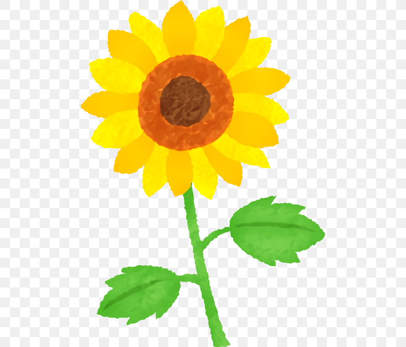 Sunflower, PNG, 494x700px, Flower, Annual Plant, Asterales, Calendula, Daisy Family Download Free
