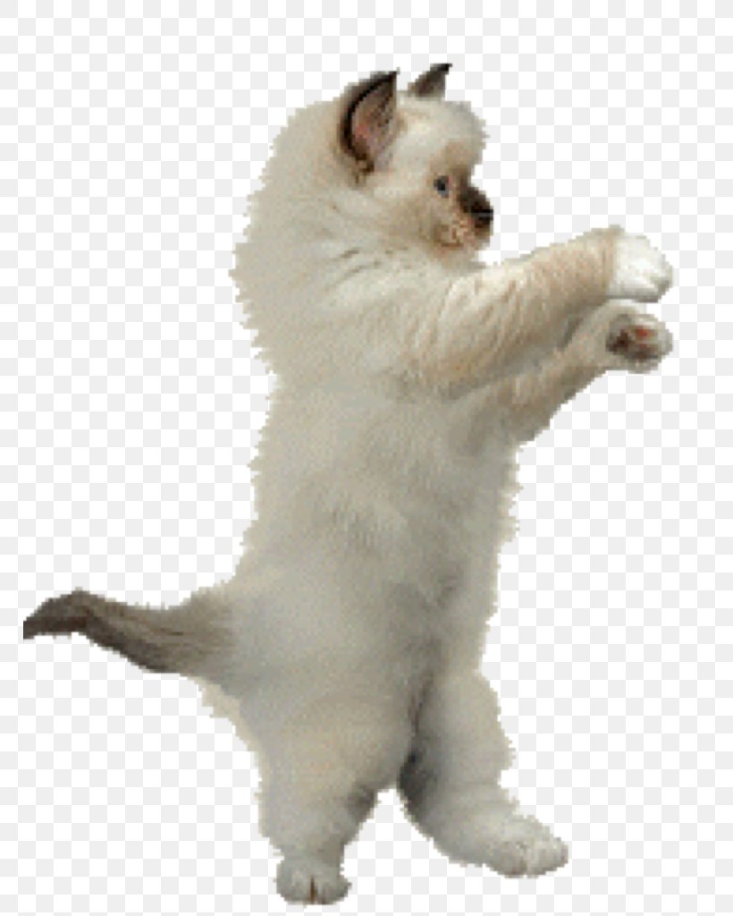 Dance Animation Cat Clip Art, PNG, 768x1024px, Dance, Animation, Carnivoran, Cat, Cat Like Mammal Download Free
