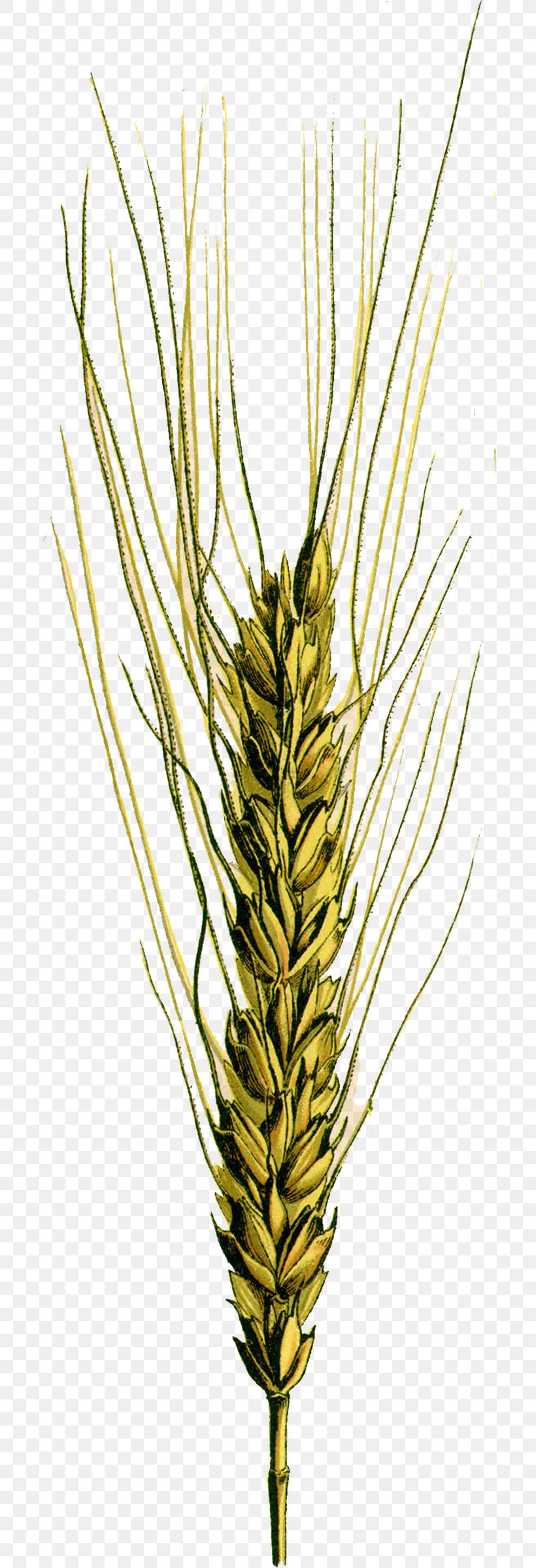Emmer Common Wheat Spelt Einkorn Wheat Cereal Germ, PNG, 696x2398px, Emmer, Barley, Bread, Cereal, Cereal Germ Download Free