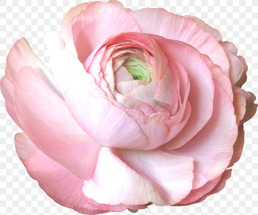 Garden Roses Centifolia Roses Floribunda Cut Flowers, PNG, 1200x1004px, 2014, 2017, Garden Roses, Advertising, Centifolia Roses Download Free