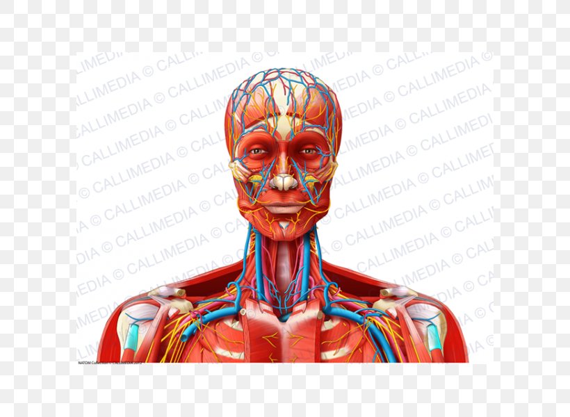 Muscle Blood Vessel Nerve Neck Head, PNG, 600x600px, Watercolor, Cartoon, Flower, Frame, Heart Download Free
