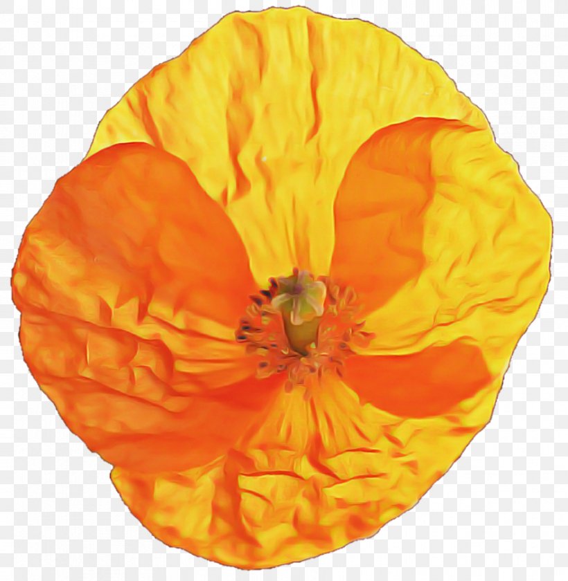 Orange, PNG, 883x905px, Orange, Flower, Perennial Plant, Petal, Plant Download Free