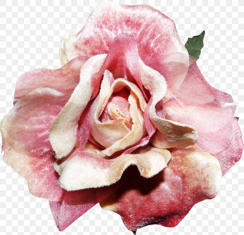 Rose Flower Pink, PNG, 1799x1735px, Rose, Blue Rose, Color, Cut Flowers, Designer Download Free