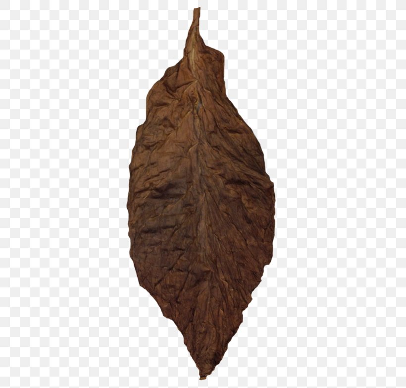 Wood Leaf /m/083vt, PNG, 600x783px, Wood, Leaf Download Free