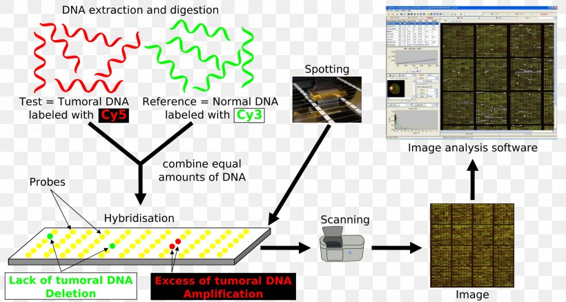 Array Comparative Genomic Hybridization DNA Microarray Genomics Nucleic Acid Hybridization, PNG, 2000x1069px, Comparative Genomic Hybridization, Area, Biology, Chromosome, Comparative Genomics Download Free