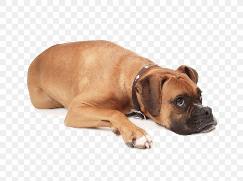 Beagle Boxer Puppy Pet Daylight Saving Time, PNG, 1892x1416px, Beagle, Animal, Bark, Black Mouth Cur, Boxer Download Free