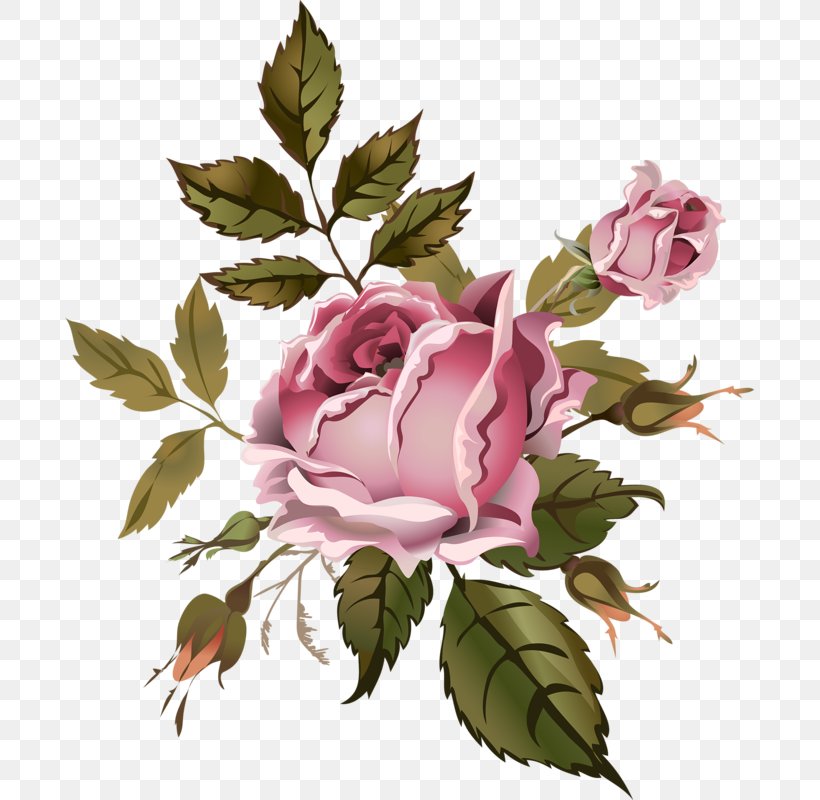 Garden Roses Cabbage Rose Floral Design Flower Drawing, PNG, 689x800px, Garden Roses, Branch, Cabbage Rose, Drawing, Flora Download Free