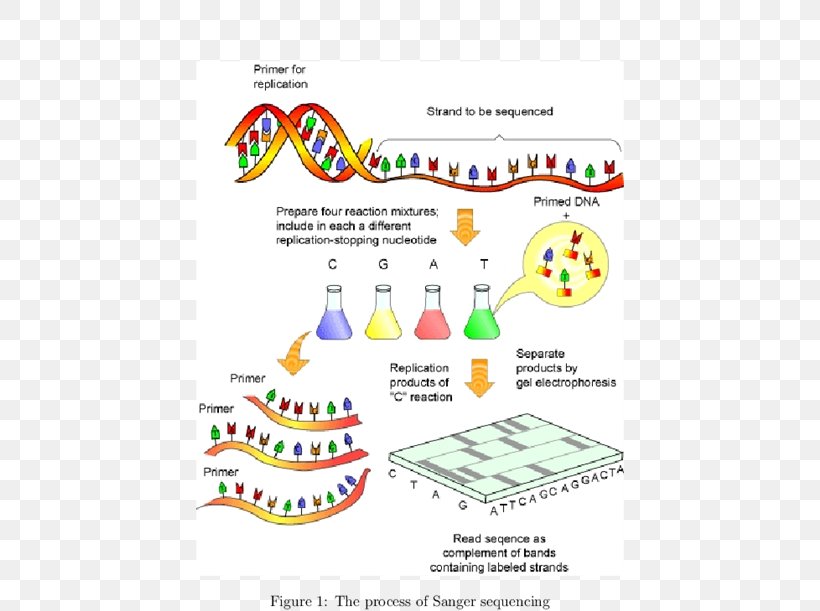 Human Genome Project DNA Sequencing Sanger Sequencing, PNG, 570x611px, Human Genome Project, Adenine, Area, Diagram, Dna Download Free