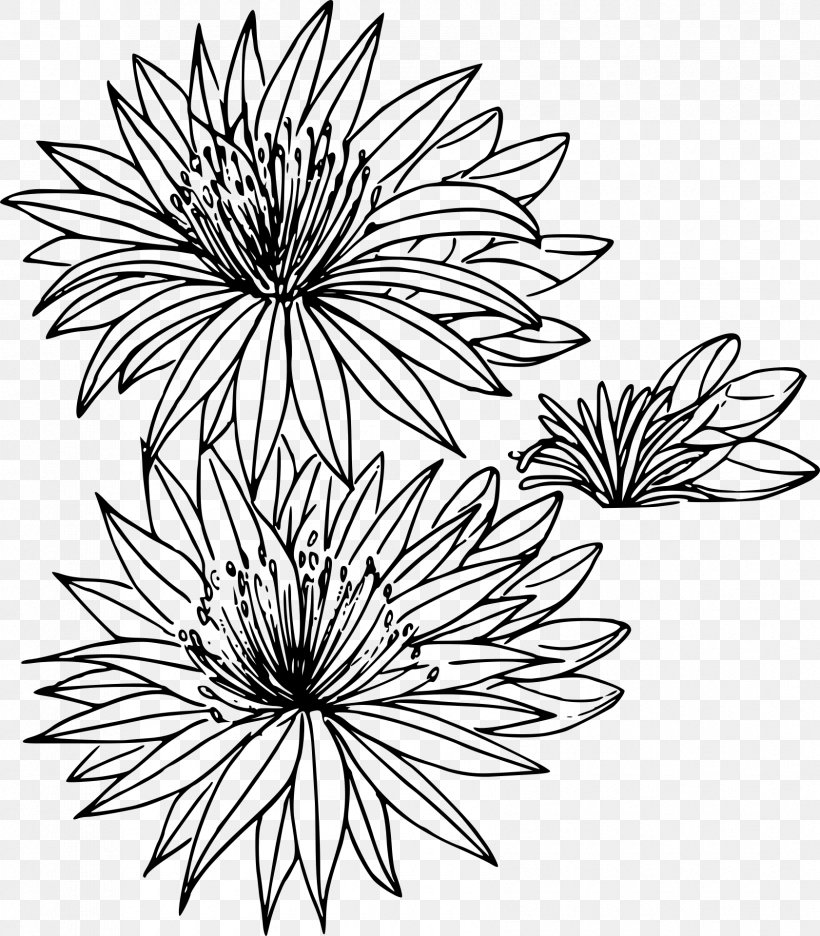 Montana Bitterroot Drawing Flower, PNG, 1682x1920px, Montana, Artwork, Bitterroot, Black And White, Chrysanths Download Free