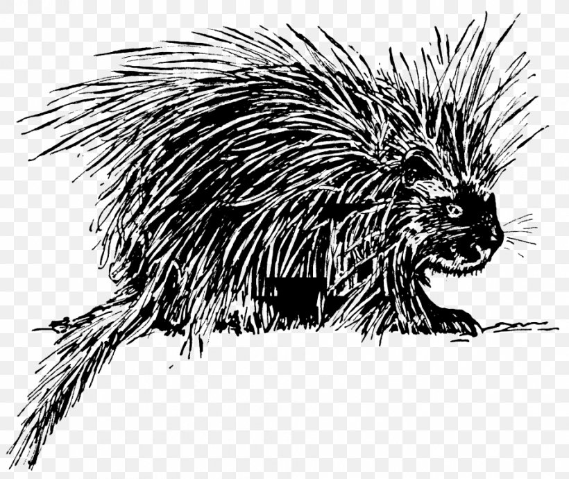 Porcupine Drawing Clip Art, PNG, 940x791px, Porcupine, Black And White, Coloring Book, Drawing, Fauna Download Free