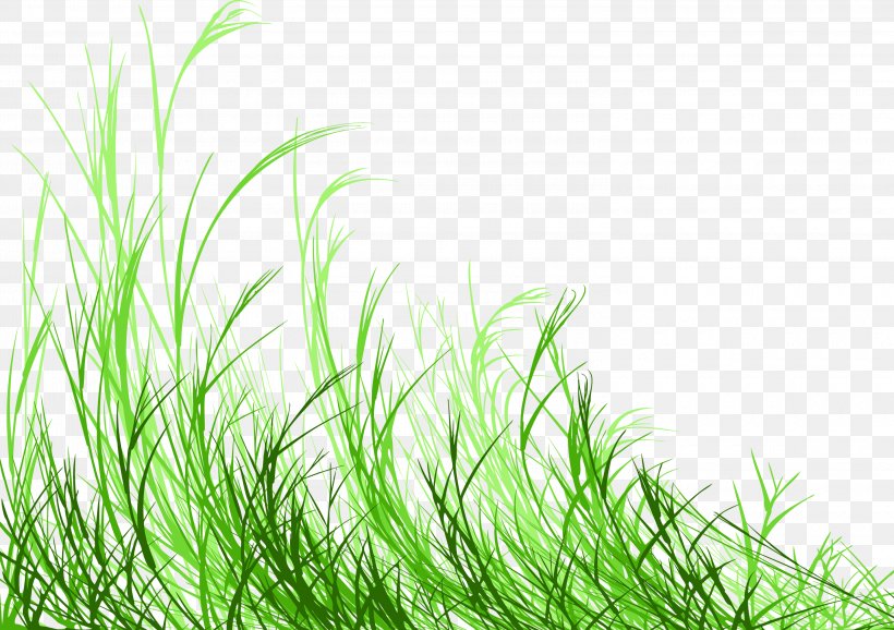 Royalty-free Photography, PNG, 3000x2116px, Royaltyfree, Art, Drawing, Grass, Grass Family Download Free