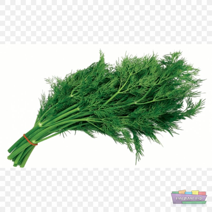 Honey Dill Vegetable Herb Salad, PNG, 1000x1000px, Dill, Cooking, Fennel, Food, Fruit Download Free