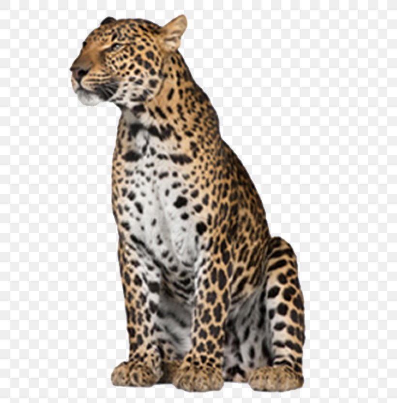 Leopard Felidae Image Desktop Wallpaper, PNG, 600x831px, Leopard, African Leopard, Animal Figure, Big Cat, Big Cats Download Free