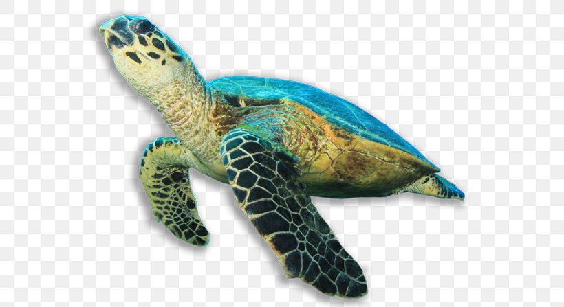 Hawksbill Sea Turtle Green Sea Turtle, PNG, 600x447px, Turtle, Box ...