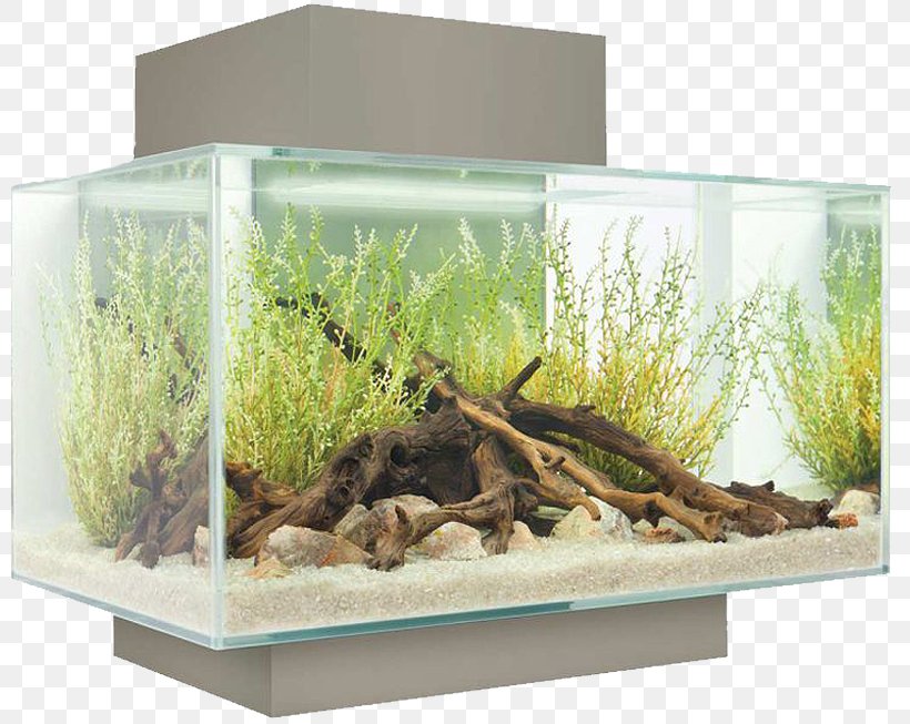 Light Nano Aquarium Fishkeeping Filter, PNG, 800x653px, Light, Aquarium, Aquarium Decor, Aquatic Plant, Fauna Download Free