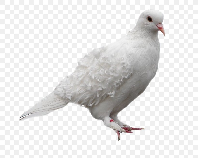 Pigeons And Doves Stock Dove Domestic Pigeon Bird Clip Art, PNG, 800x654px, Pigeons And Doves, Beak, Bird, Columbiformes, Domestic Pigeon Download Free