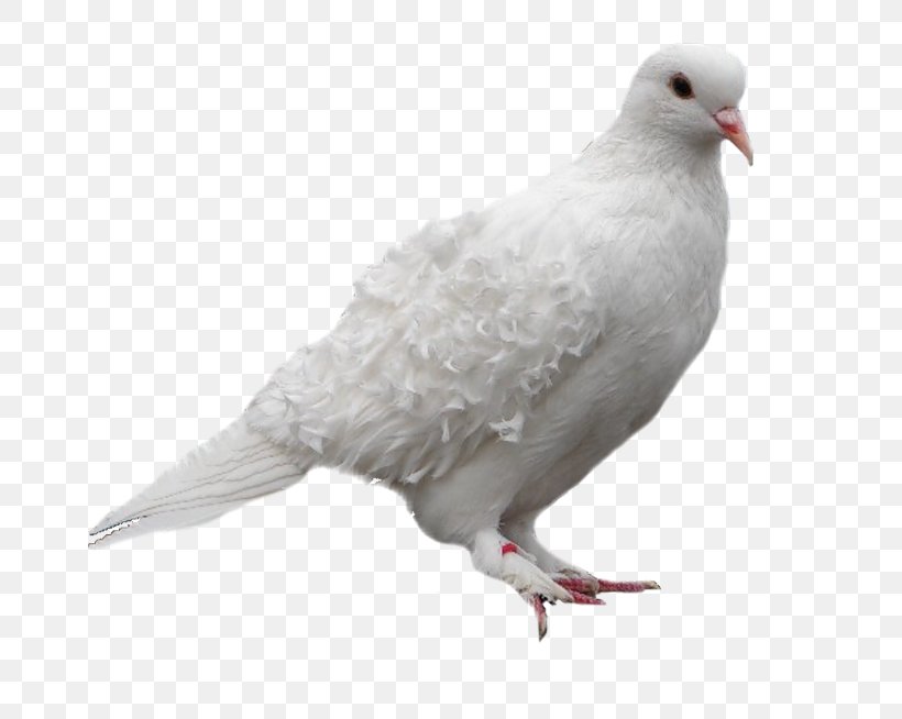 pigeons and doves stock dove domestic pigeon bird clip art png 800x654px pigeons and doves beak favpng com