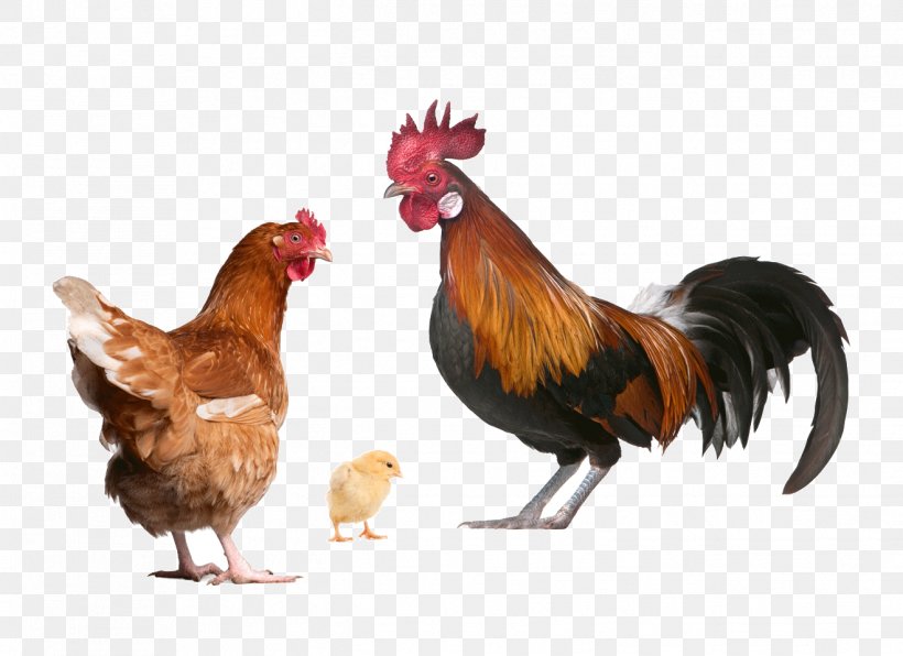 Urban Chicken Poultry Farming Rooster, PNG, 1319x959px, Chicken, Beak, Bird, Chicken Coop, Comb Download Free