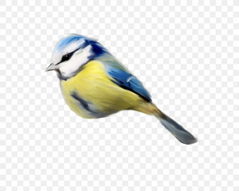 Bird Finch Clip Art, PNG, 1600x1280px, Bird, Beak, Chickadee, Fauna, Feather Download Free