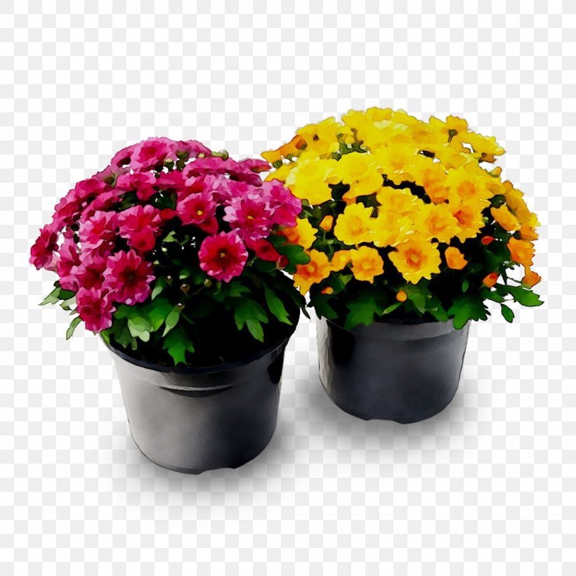 Chrysanthemum Flowerpot Cut Flowers Houseplant Annual Plant, PNG, 1110x1110px, Chrysanthemum, Annual Plant, Aster, Bouquet, Chrysanths Download Free