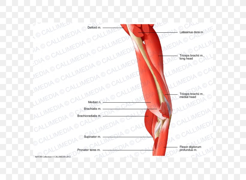 Elbow Finger Triceps Brachii Muscle Human Anatomy, PNG, 600x600px, Watercolor, Cartoon, Flower, Frame, Heart Download Free