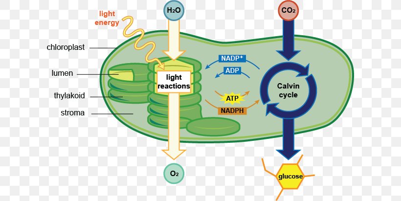 chlorophyll in a plant cell