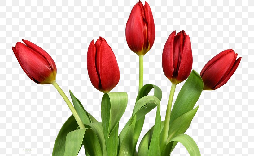 Tulip Flower Clip Art, PNG, 743x506px, Tulip, Bud, Cut Flowers, Floristry, Flower Download Free