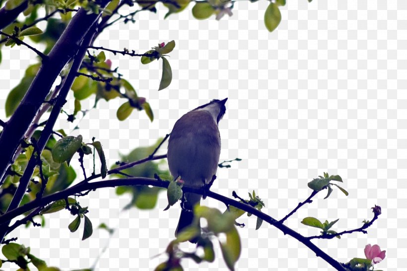 Bird Tree Euclidean Vector, PNG, 1508x1005px, Bird, Beak, Branch, Computer, Fauna Download Free
