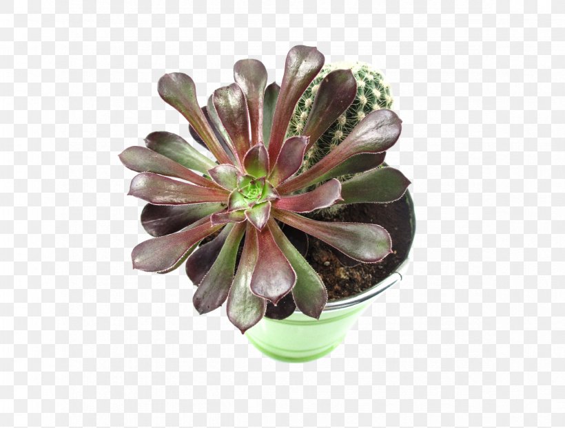 Cactaceae Flower Plant Leaf Green, PNG, 2351x1784px, Cactaceae, Botany, Color, Cut Flowers, Desert Download Free