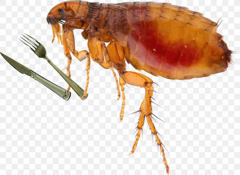 Cat Insect Fleas And Flea Control Dog, PNG, 2944x2149px, Cat, Arthropod, Ctenocephalides, Dog, Flea Download Free