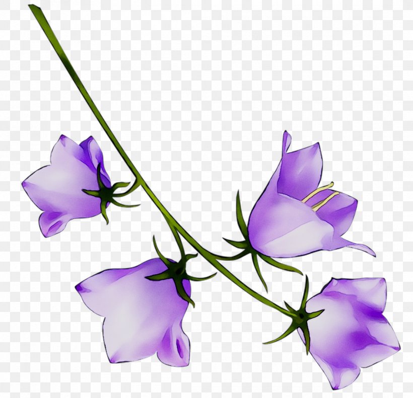 Cut Flowers Plant Stem Branch Herbaceous Plant, PNG, 1109x1071px, Cut Flowers, Balloon Flower, Bellflower, Bellflower Family, Botany Download Free