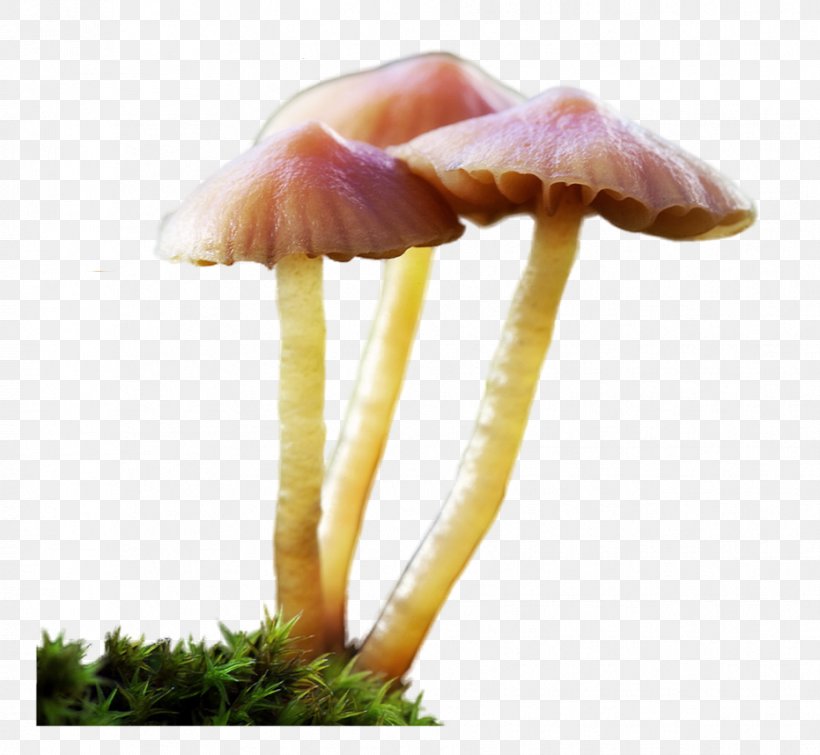 Edible Mushroom Agaricaceae, PNG, 931x858px, Edible Mushroom, Agaricaceae, Mushroom Download Free