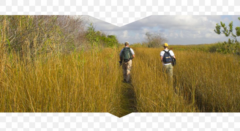 Everglades National Park Hiking, PNG, 980x538px, Everglades National Park, Adventure, Agriculture, Backpack, Camping Download Free