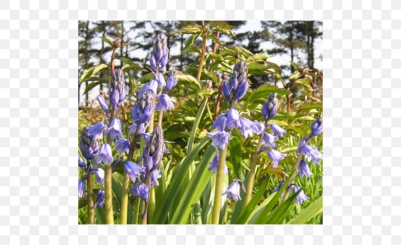 Hyacinth Spanish Bluebell Common Bluebell Scilla Terra Ceia Farms, PNG, 500x500px, Hyacinth, Bellflower Family, Bluebells, Bulb, Common Bluebell Download Free