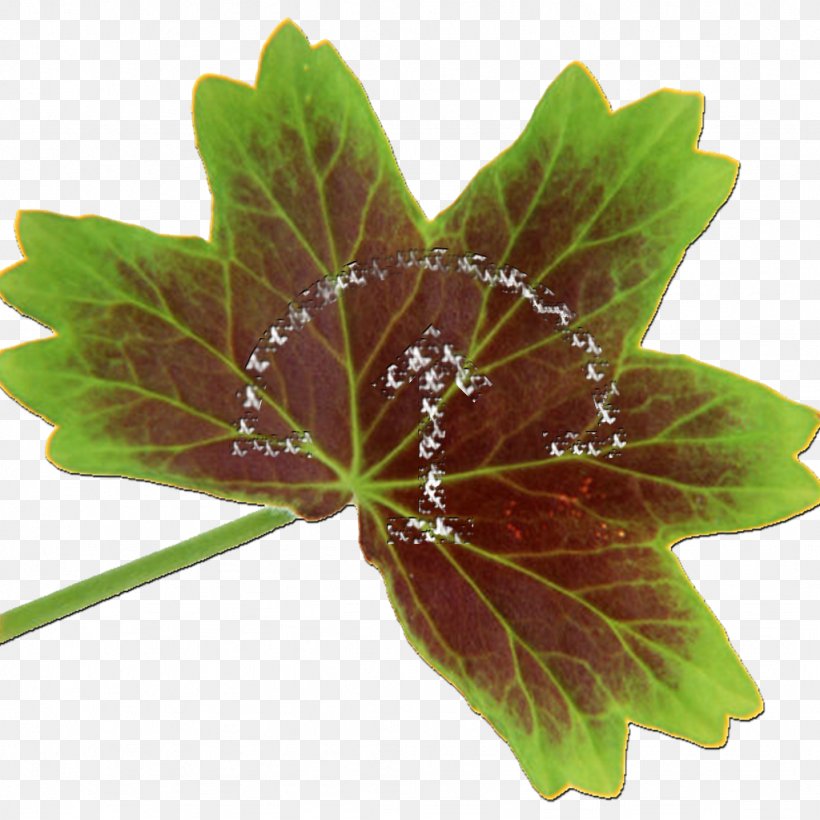 Stock Photography Image Leaf Illustration, PNG, 1024x1024px, Stock Photography, Cranesbill, Flower, Flowering Plant, Geranium Download Free