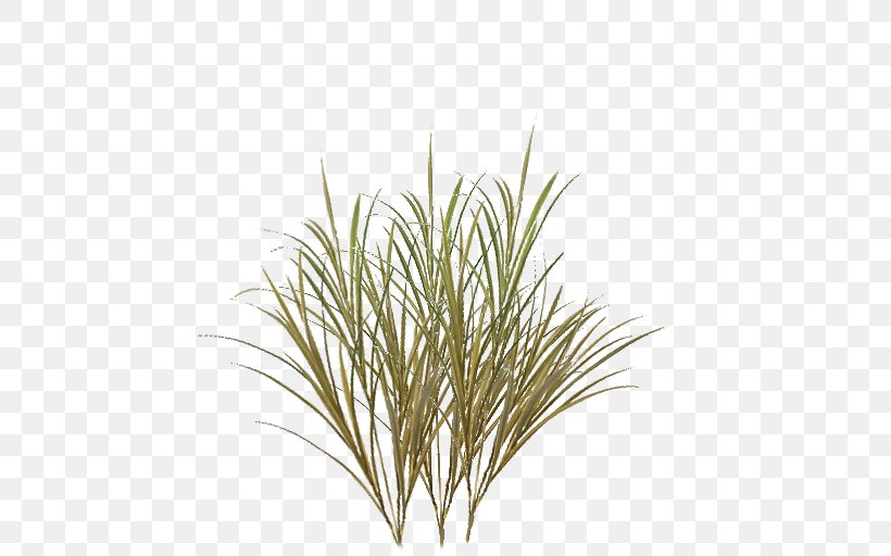 Texture Mapping Desktop Wallpaper, PNG, 512x512px, Texture Mapping, Branch, Chrysopogon Zizanioides, Commodity, Grass Download Free