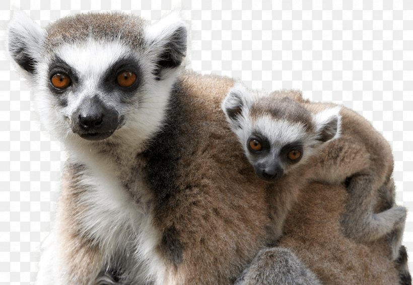 Black-and-white Ruffed Lemur National Zoo & Aquarium Australia Zoo Primate, PNG, 1053x727px, Lemur, Annaabiee, Australia Zoo, Blackandwhite Ruffed Lemur, Cylinder Download Free